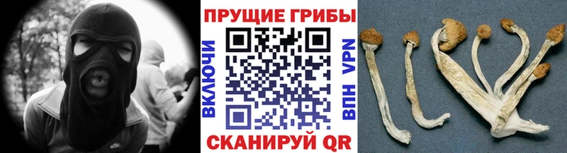 где можно купить наркотик  Судогда  Псилоцибиновые грибы Psilocybine cubensis 